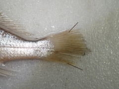 Pennahia macrocephalus