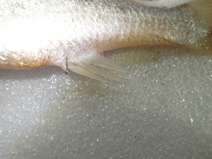 Pennahia macrocephalus