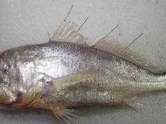 Pennahia macrocephalus
