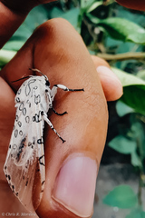 Hypercompe caudata