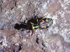 Pericalus depressus