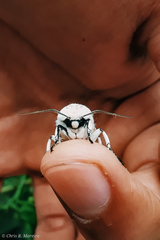 Hypercompe caudata