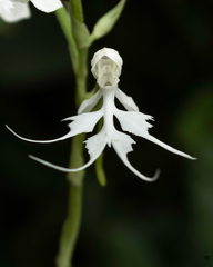Habenaria crinifera