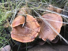 Lactarius substriatus