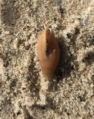 Episcomitra cornicula