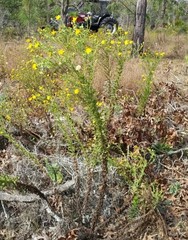 Chrysopsis scabrella