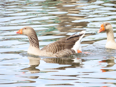 Anser anser domesticus × anser cygnoides domesticus
