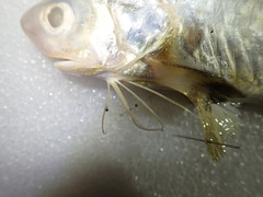 Blackspot Threadfin photo 3