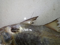 Blackspot Threadfin photo 2
