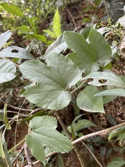 Trichosanthes pilosa