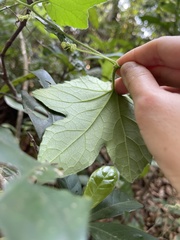 Trichosanthes pilosa
