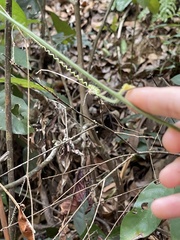 Trichosanthes pilosa