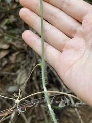 Trichosanthes pilosa