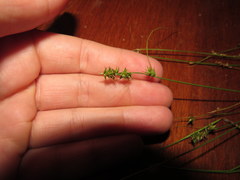 Carex texensis
