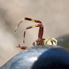 Thomisidae