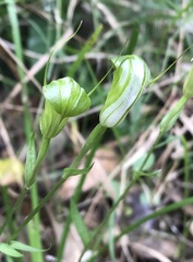 Pterostylis obtusa