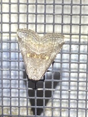 Hyperstrotia flaviguttata