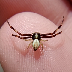 Thomisidae