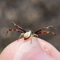 Thomisidae
