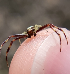 Thomisidae