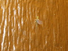 Ephemerella dorothea