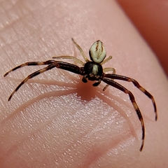 Thomisidae