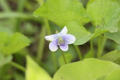Viola sororia