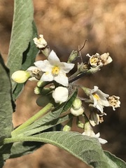 Solanum aligerum