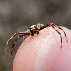 Thomisidae