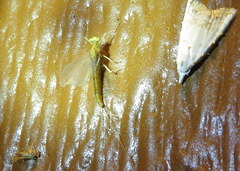 Ephemerella dorothea