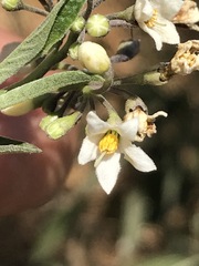Solanum aligerum