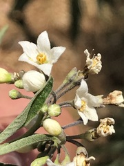 Solanum aligerum