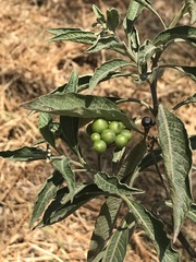 Solanum aligerum