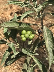 Solanum aligerum