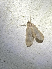 Parapoynx maculalis