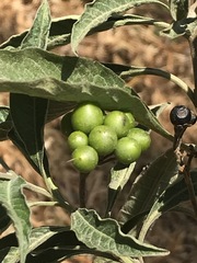 Solanum aligerum