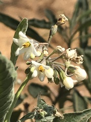 Solanum aligerum