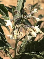 Solanum aligerum