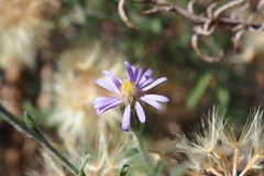 Vittadinia cuneata