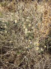 Vittadinia cuneata