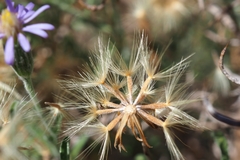 Vittadinia cuneata