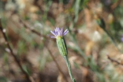 Vittadinia cuneata