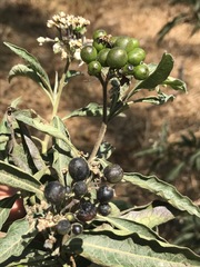 Solanum aligerum