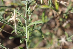 Vittadinia cuneata