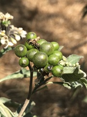 Solanum aligerum