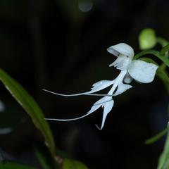 Habenaria crinifera