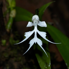 Habenaria crinifera
