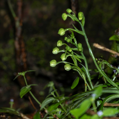 Habenaria crinifera