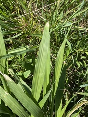 Iris domestica