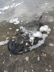 Limulus polyphemus